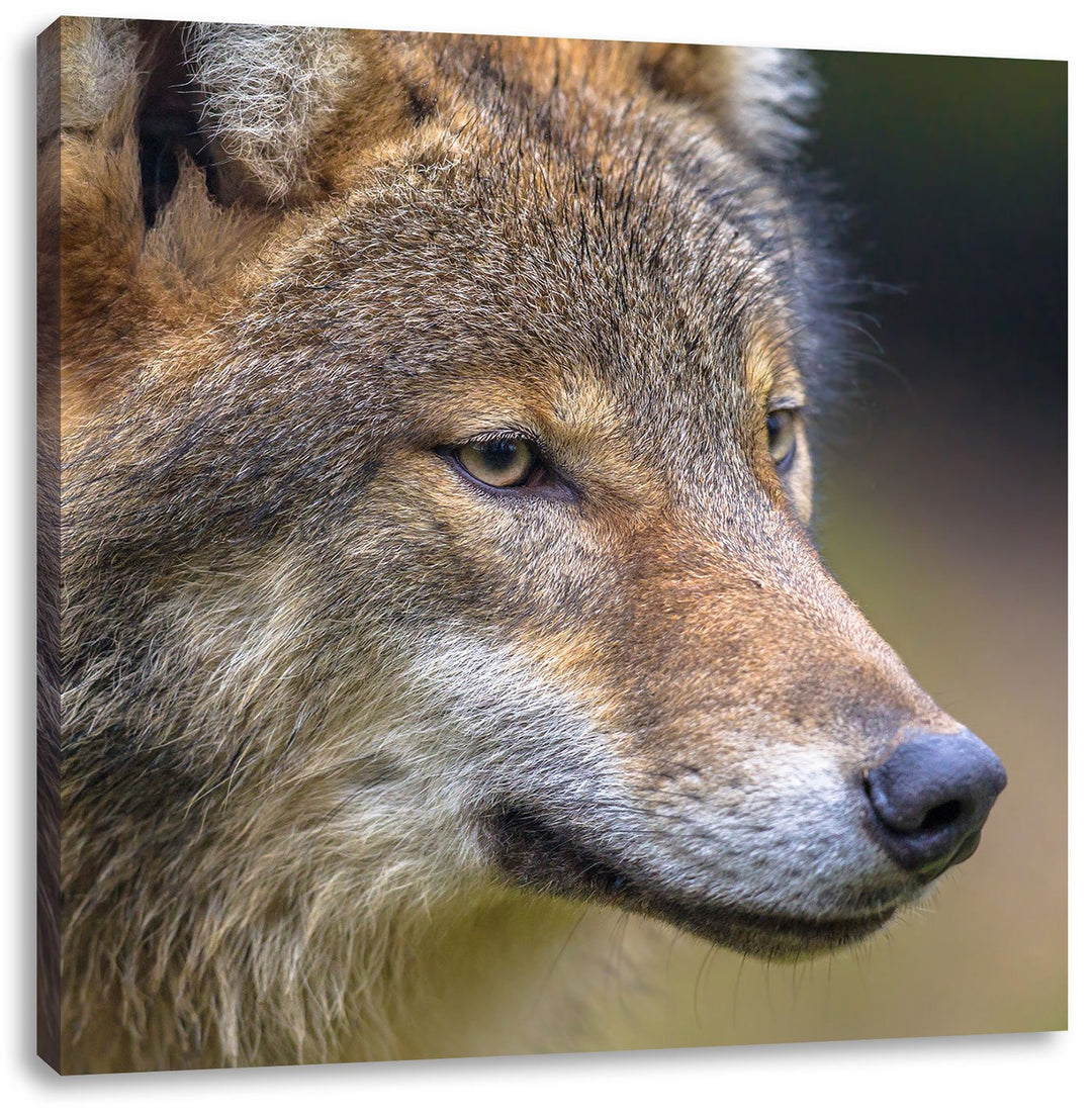 Pixxprint Porträt des europäischen Wolfes als Leinwandbild/Grösse: 70x70 cm/Wandbild/Kunstdruck/fert