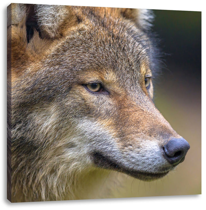 Pixxprint Porträt des europäischen Wolfes als Leinwandbild/Grösse: 70x70 cm/Wandbild/Kunstdruck/fert