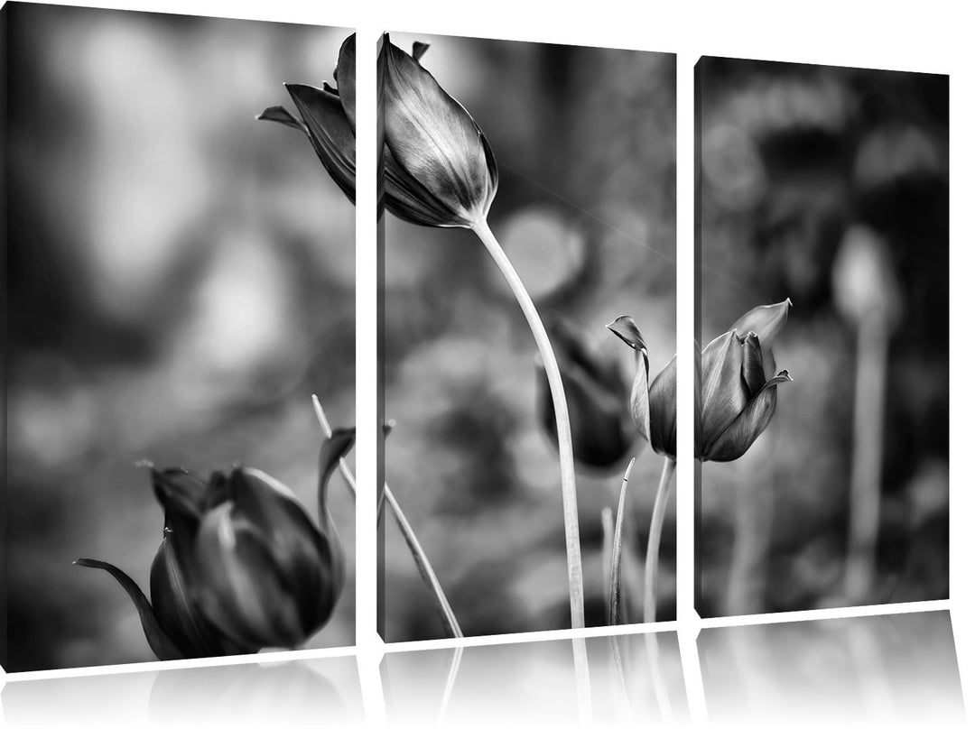 Pixxprint Tulpen im Abendlicht als Leinwandbild/Grösse: 3 Teilig (120x80) cm/Wandbild/Kunstdruck/fer