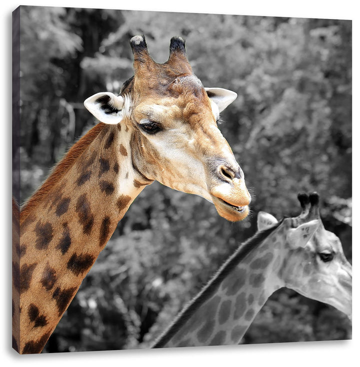 Pixxprint Zwei schöne Giraffen als Leinwandbild Quadratisch/Grösse: 70x70 / Wandbild/Kunstdruck/fert
