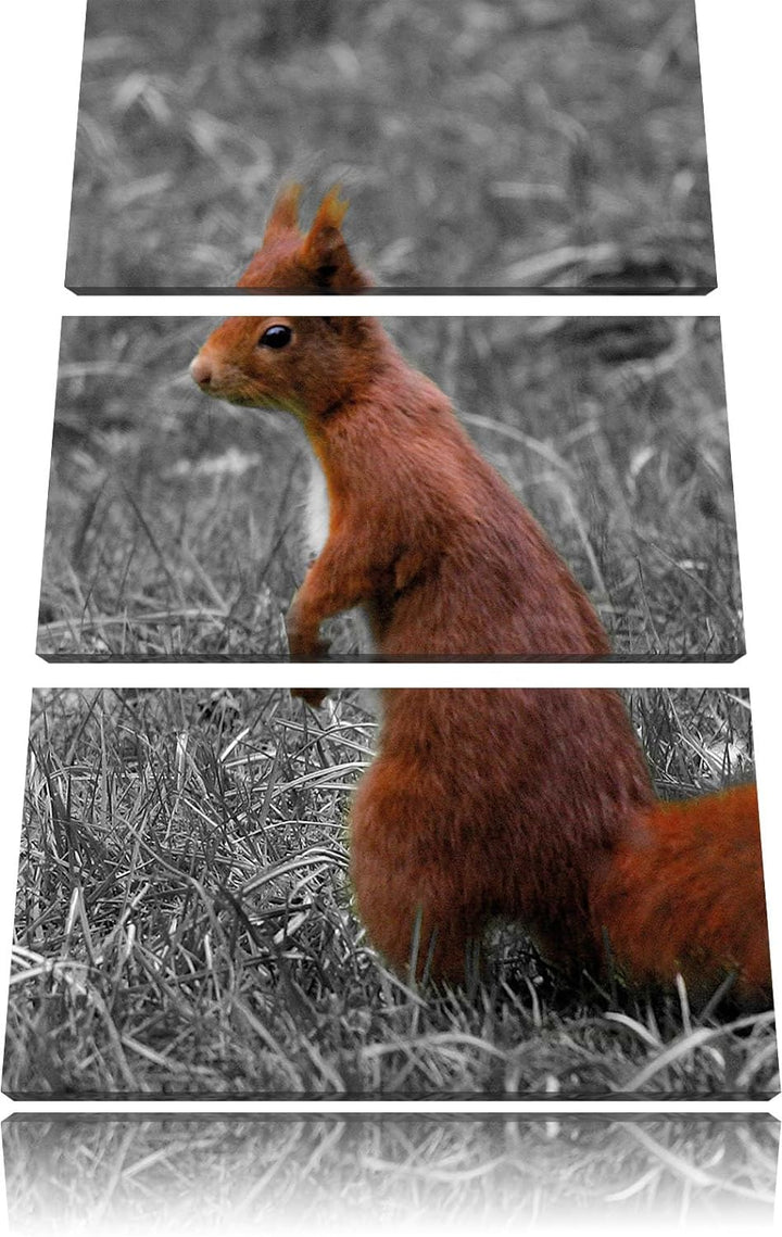 Pixxprint kleines Eichhörnchen auf Waldboden schwarz/weiss 3-Teiler Leinwandbild 120x80 Bild auf Lei