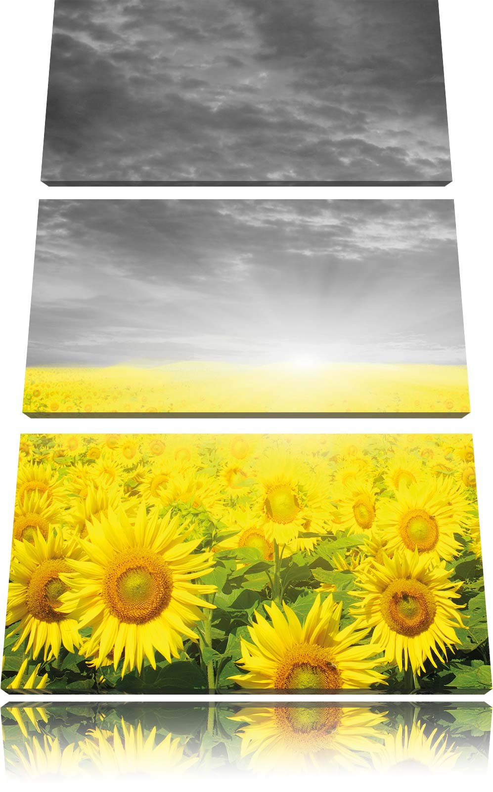 Pixxprint Sonnenblumenfeld bei Sonnenuntergang schwarz/weiss 3-Teiler Leinwandbild 120x80 Bild auf L