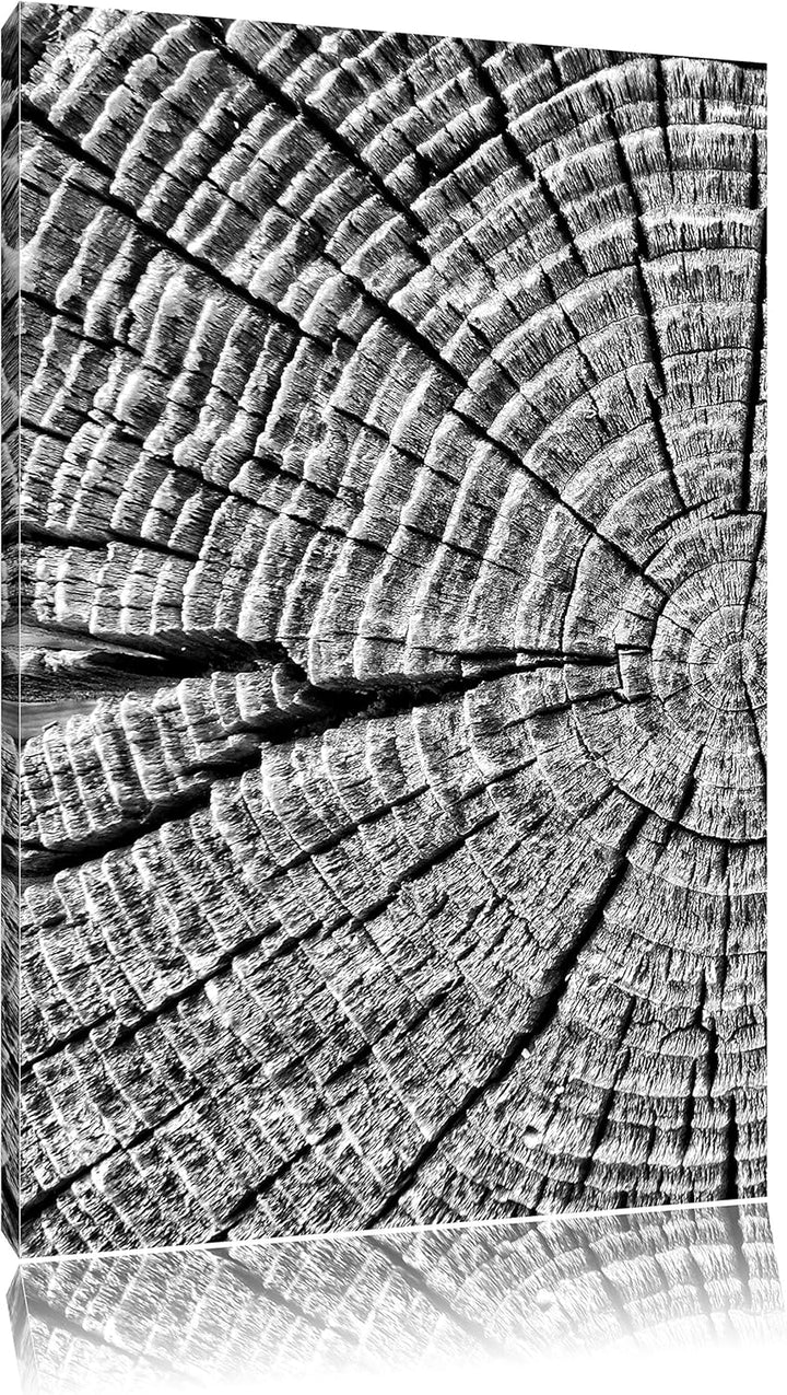 Pixxprint Baumstamm Jahresringen als Leinwandbild/Grösse: 100x70 / Wandbild/Kunstdruck/fertig bespan