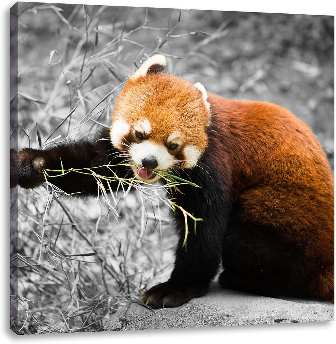 Pixxprint Niedlicher roter Panda als Leinwandbild Quadratisch| Grösse: 70x70 | Wandbild| Kunstdruck
