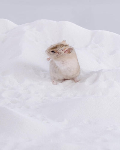 Niteangel Hamster Wüstenbad Sand | Staubfreier Badesand oder Streusand für Hamster, Chinchillas, Ger