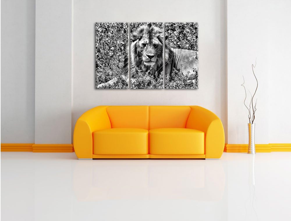 Pixxprint müder Löwe ruht im Gras als Leinwandbild/Grösse: 3 Teilig (120x80) cm/Wandbild/Kunstdruck/