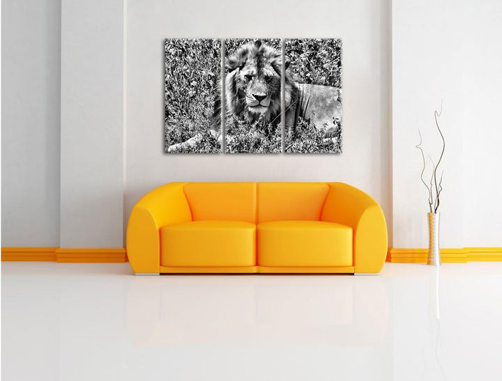 Pixxprint müder Löwe ruht im Gras als Leinwandbild/Grösse: 3 Teilig (120x80) cm/Wandbild/Kunstdruck/