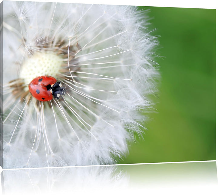 Pixxprint Marienkäfer auf einem Löwenzahn / 100x70cm Leinwandbild bespannt auf Holzrahmen/Wandbild K