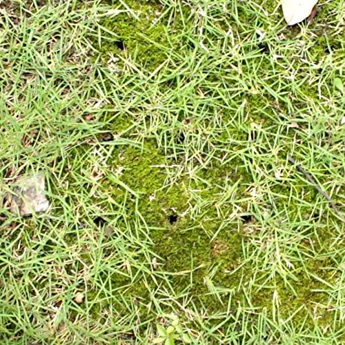 gardzen Rasenlüfter mit mehreren Spikes Spike Aeration, Spike Aeration