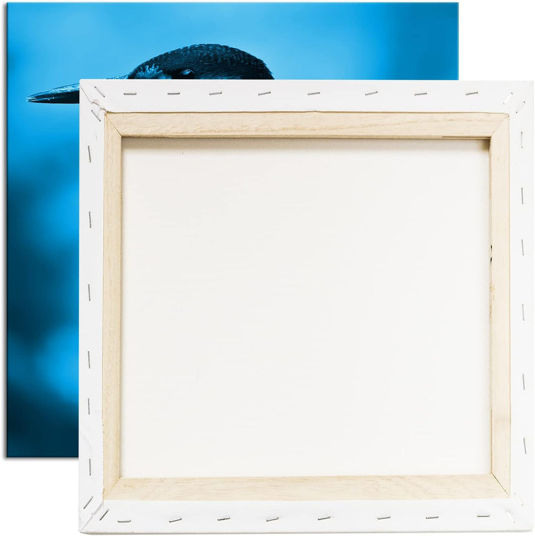 deyoli Eleganter Eisvogel mit blauem Gefieder Format: 70x70 Effekt: Monocrome Blau als Leinwandbild,