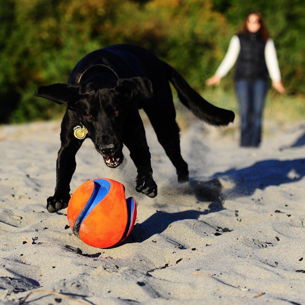 netproshop ChuckIt Kick Fetch schwimmfähiger Apportierball Hundespielball 19 cm Grösse L