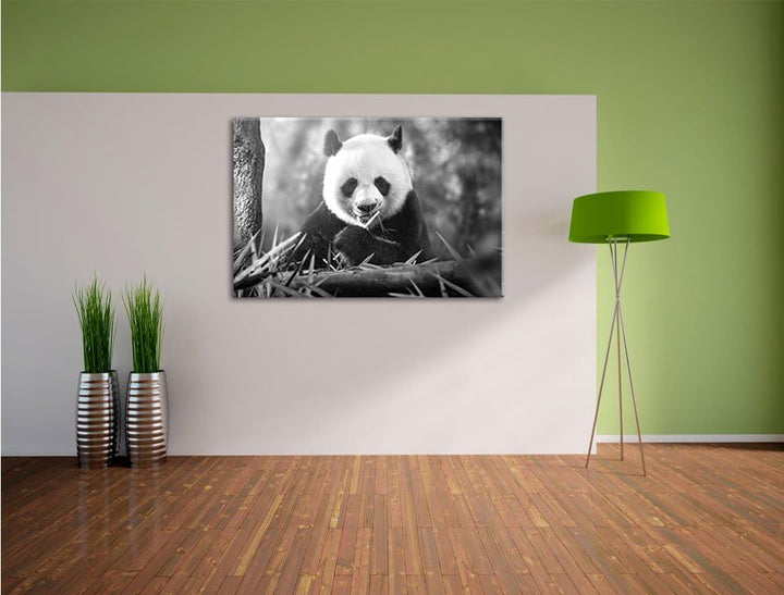Pixxprint Panda isst Bambus als Leinwandbild/Grösse: 100x70 / Wandbild/Kunstdruck/fertig bespannt, 1
