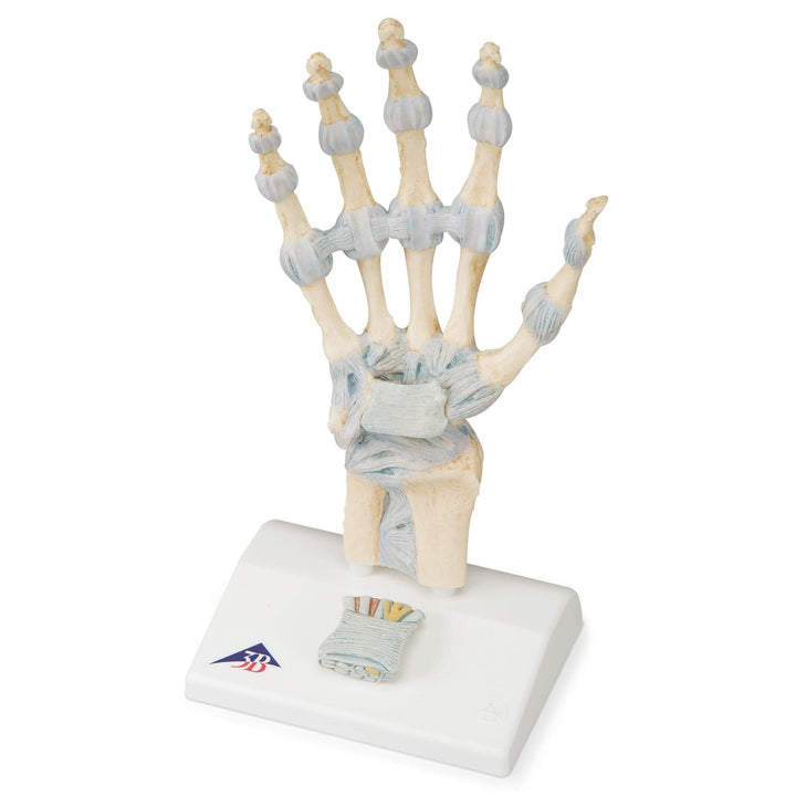3B Scientific Menschliche Anatomie - Modell des Handskeletts mit Bändern und Karpaltunnel + kostenlo