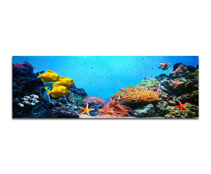 Paul Sinus Art Panoramabild auf Leinwand und Keilrahmen 150x50cm Korallenriff Unterwasser Fische See