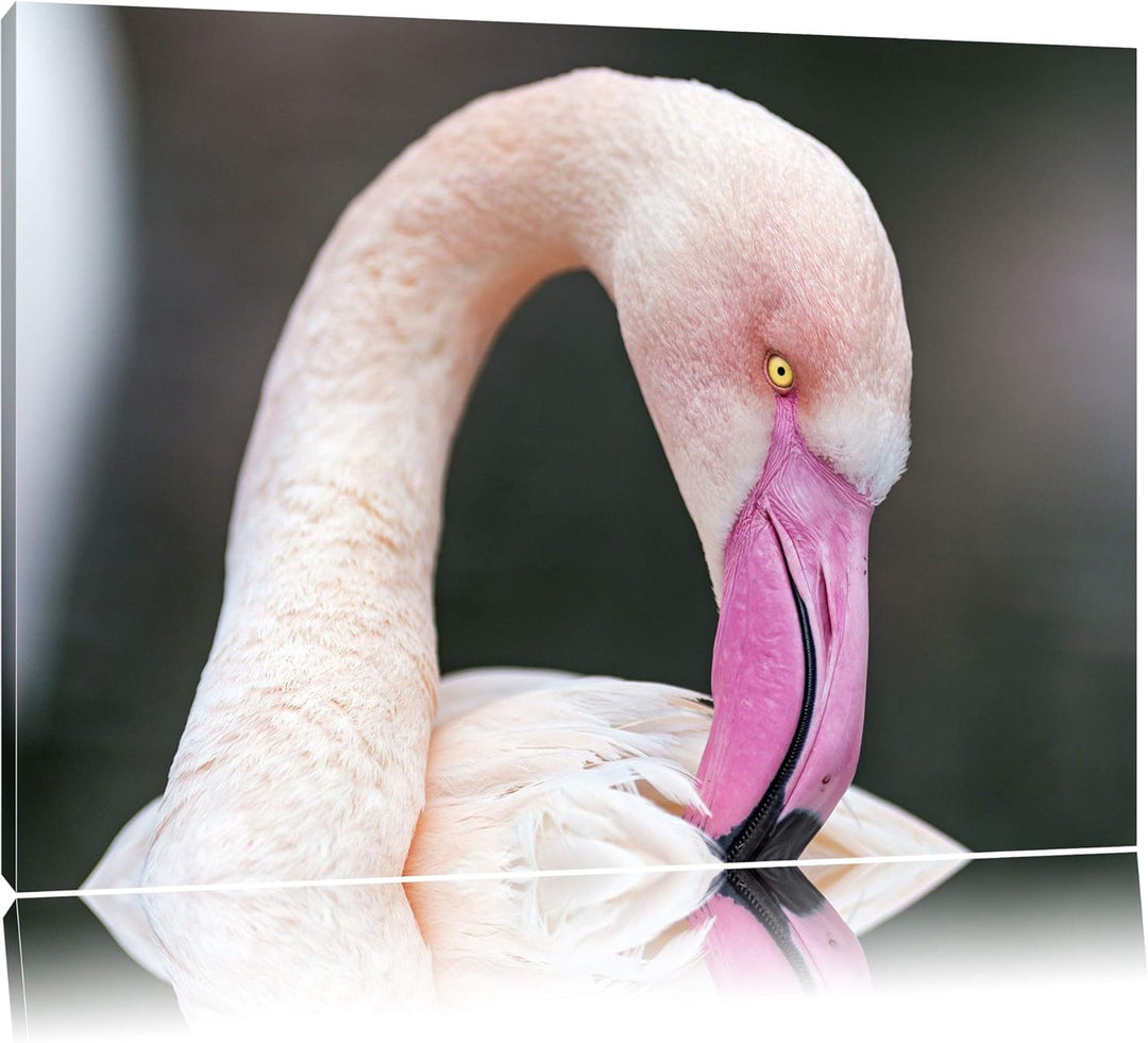 Pixxprint Flamingo beim Putzen auf Leinwand, XXL riesige Bilder fertig gerahmt mit Keilrahmen, Kunst