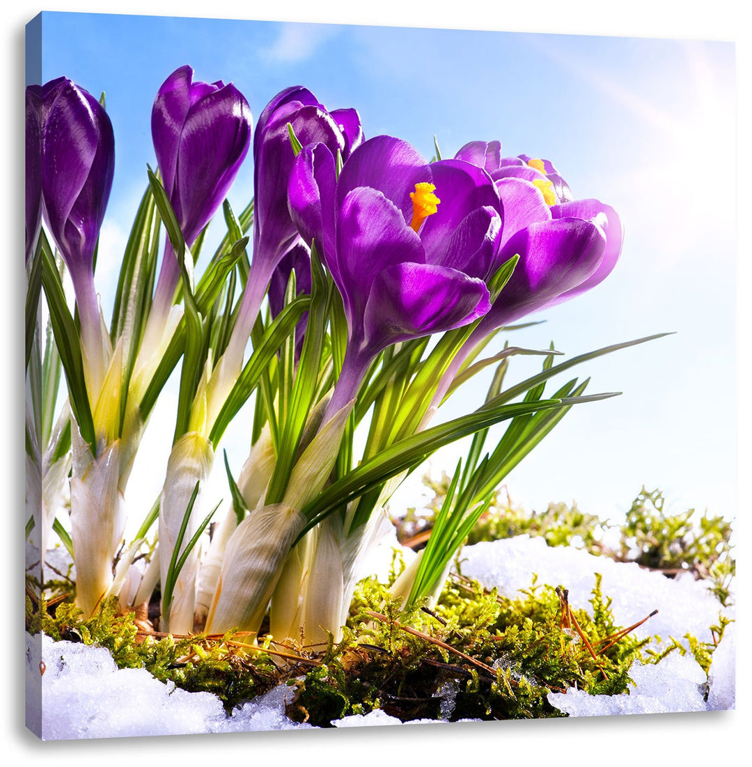 Pixxprint Kunst Frühling Flower Hintergrund als Leinwandbild | Grösse: 70x70 cm | Wandbild | Kunstdr