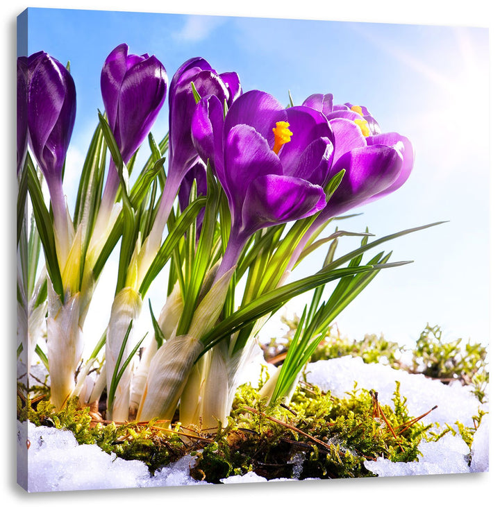 Pixxprint Kunst Frühling Flower Hintergrund als Leinwandbild | Grösse: 70x70 cm | Wandbild | Kunstdr