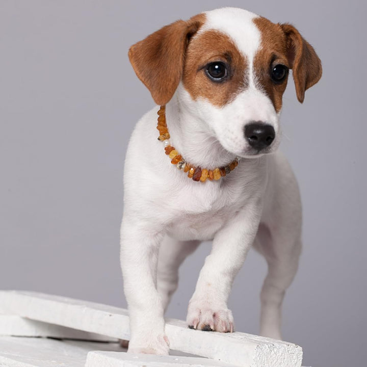 Bernsteinkette Hund, Bernsteinhalsband Hunde mit Lederband, Zeckenschutz Hunde, Flöhe Hund, Zeckensc