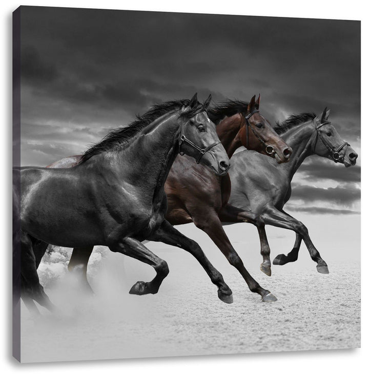 Pixxprint Westernpferde im Sand als Leinwandbild Quadratisch/Grösse: 70x70 / Wandbild/Kunstdruck/fer