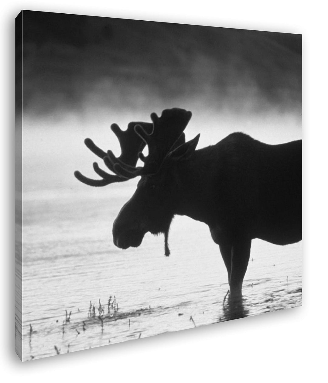 deyoli Elch Silhouette am Wasser Format: 70x70 Effekt: Schwarz&Weiss als Leinwandbild, Motiv auf Ech