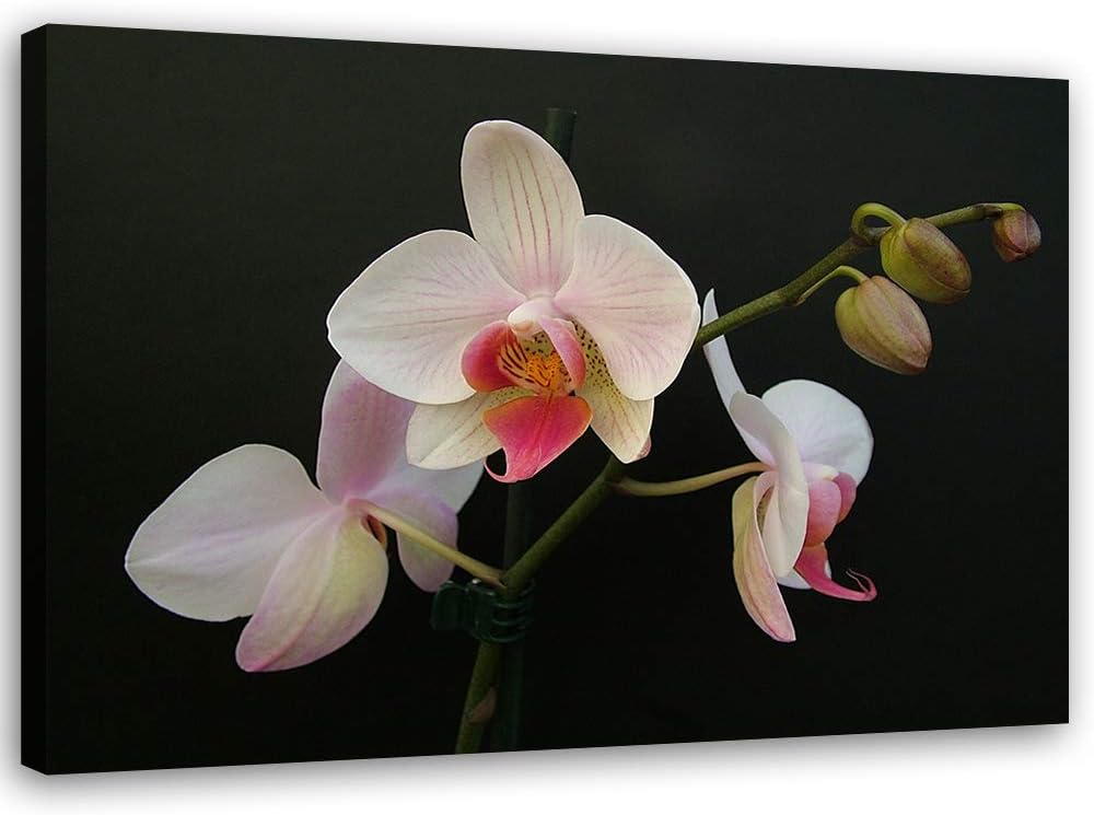 Feeby Wandbild Blumen Druckbild Leinwandbild Orchidee Weiss 100x70 cm Leinwandbild 100x70 cm Weiss_c