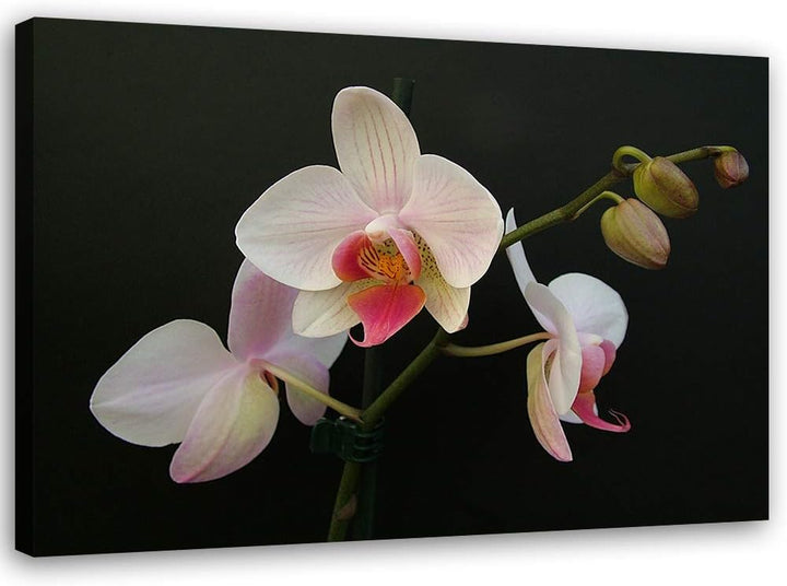 Feeby Wandbild Blumen Druckbild Leinwandbild Orchidee Weiss 100x70 cm Leinwandbild 100x70 cm Weiss_c