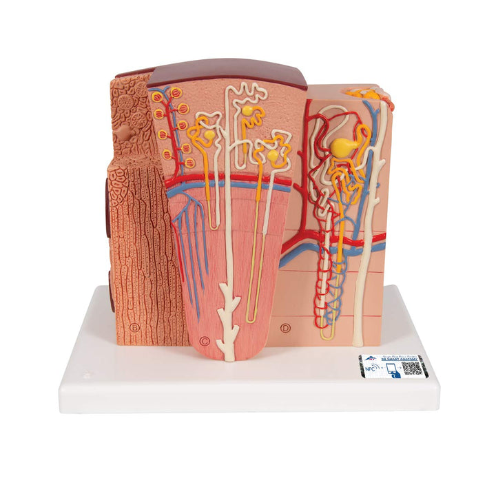3B Scientific Menschliche Anatomie - MICROanatomy™ Niere + kostenlose Anatomie App - 3B Smart Anatom