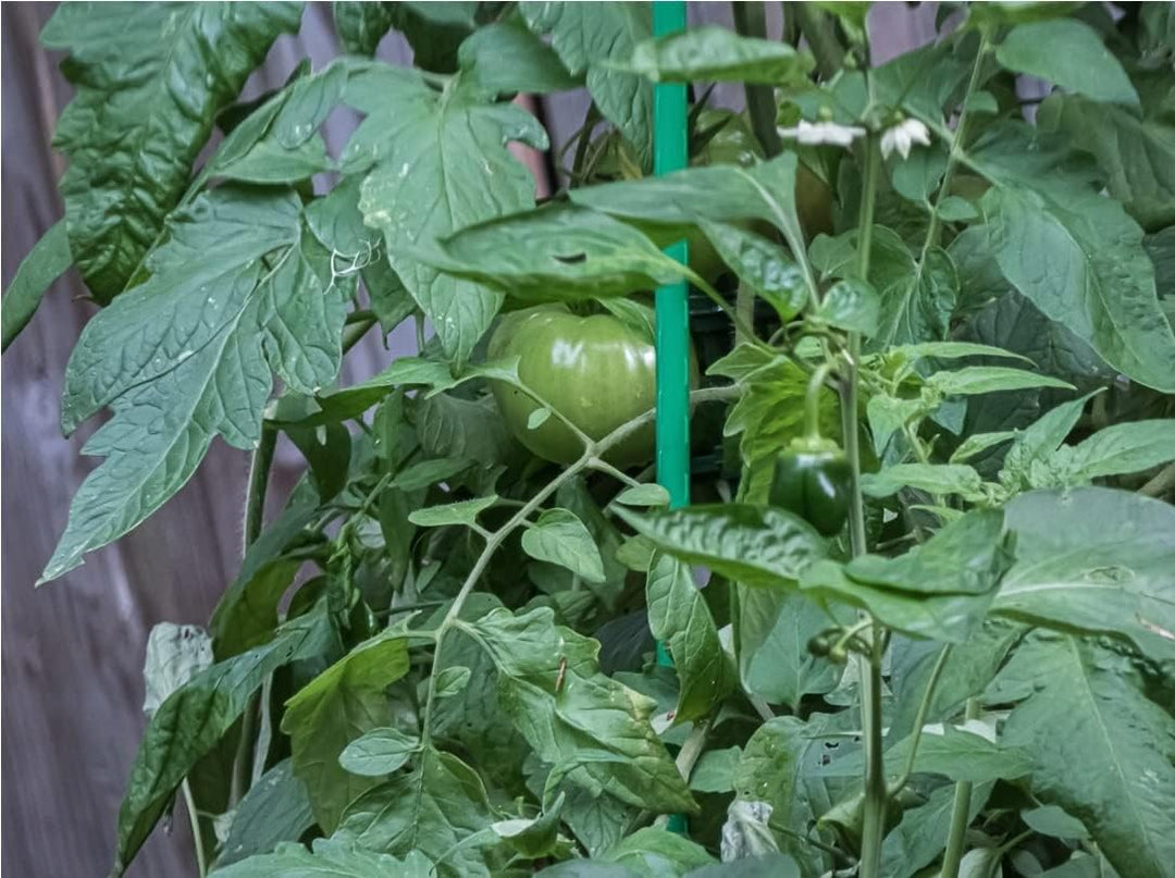 Dixiestore Pflanzstäbe Pflanzenstütze, Rankhilfe für Tomaten, Gurken, Blumen Kletterhilfe für Garten