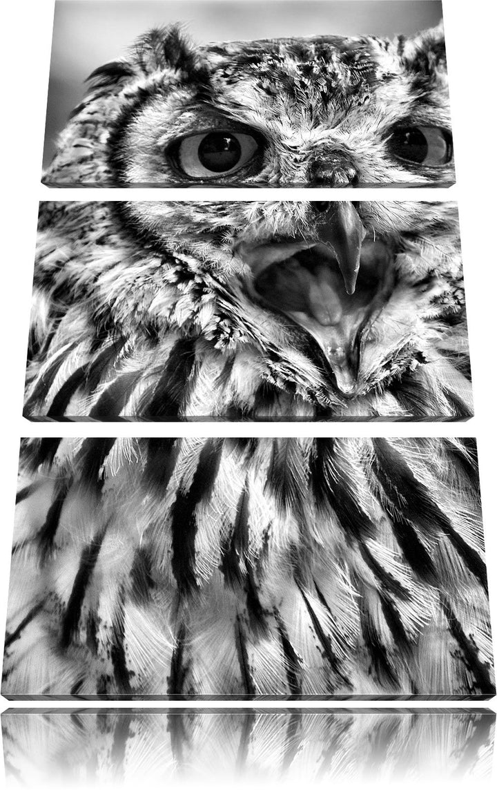 Pixxprint grosse Waldeule gähnt als Leinwandbild/Grösse: 3 Teilig (120x80) cm/Wandbild/Kunstdruck/fe
