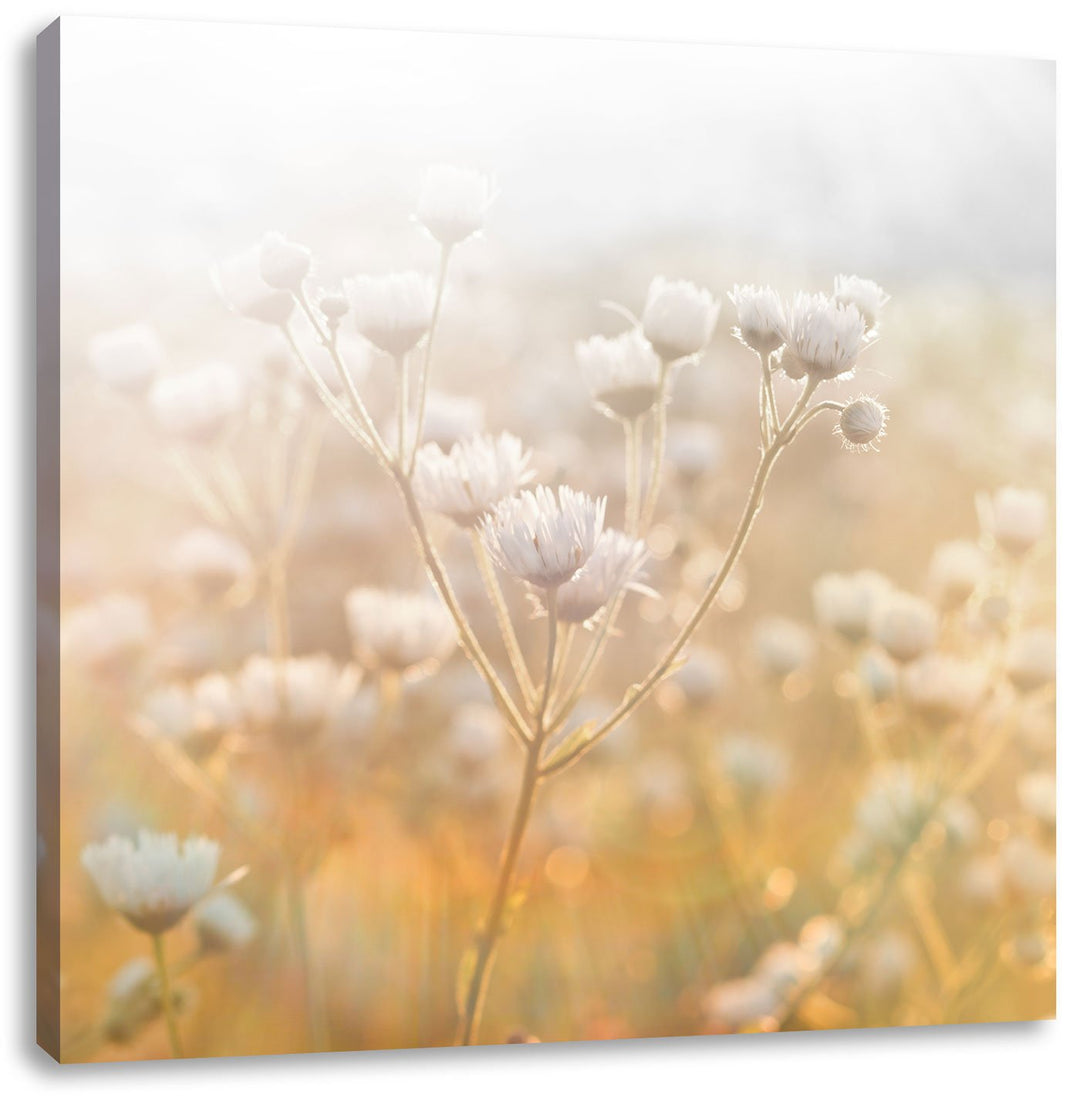 Pixxprint Romantische Blumenwiese Schwarz/Weiss, Format: 70x70 auf Leinwand, 70x70