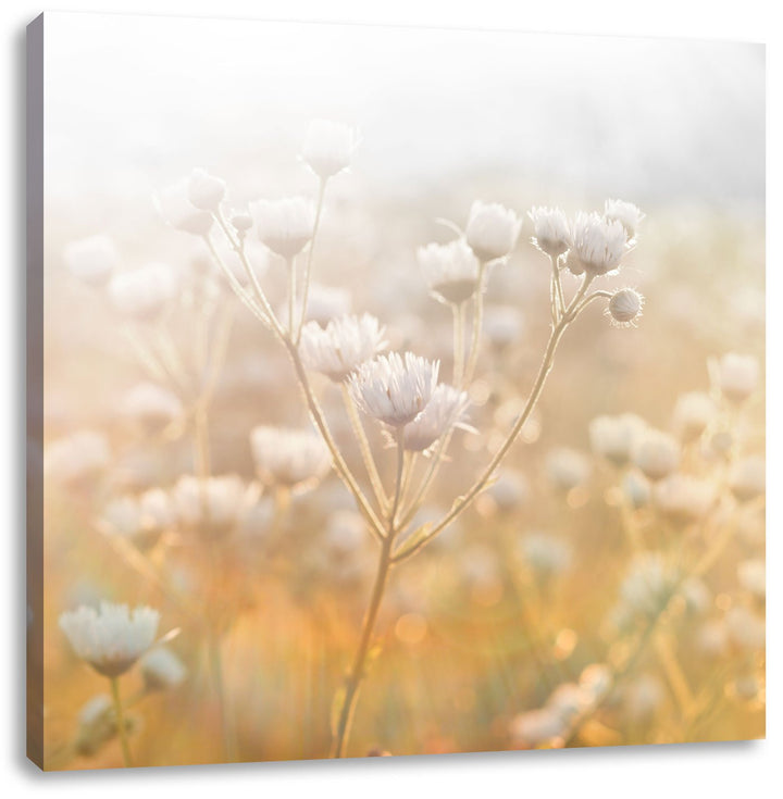 Pixxprint Romantische Blumenwiese Schwarz/Weiss, Format: 70x70 auf Leinwand, 70x70