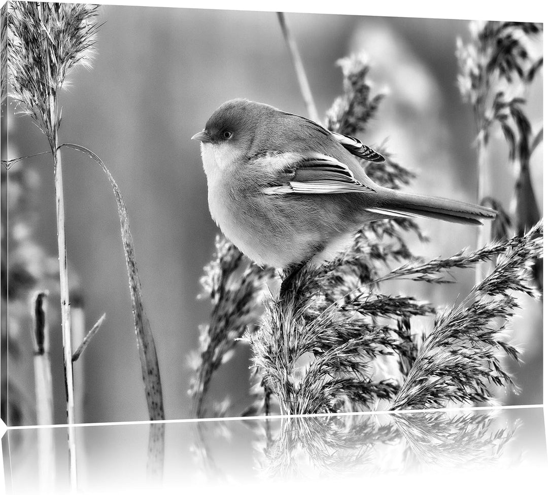 Pixxprint Kleiner Vogel auf Weizen / 100x70cm Leinwandbild bespannt auf Holzrahmen/Wandbild Kunstdru