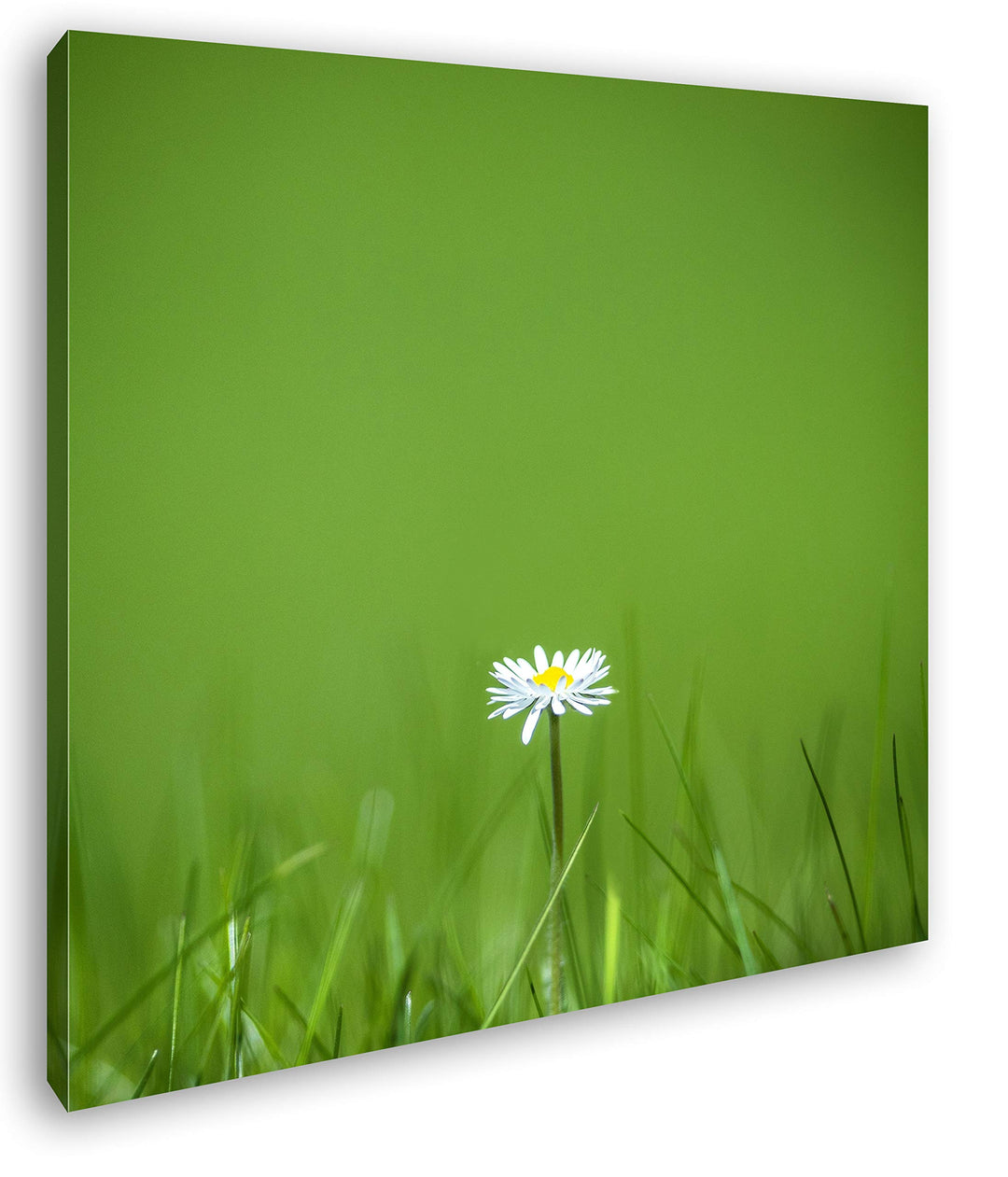 deyoli einzelnes Gänseblümchen Format: 70x70 als Leinwandbild, Motiv fertig gerahmt auf Echtholzrahm
