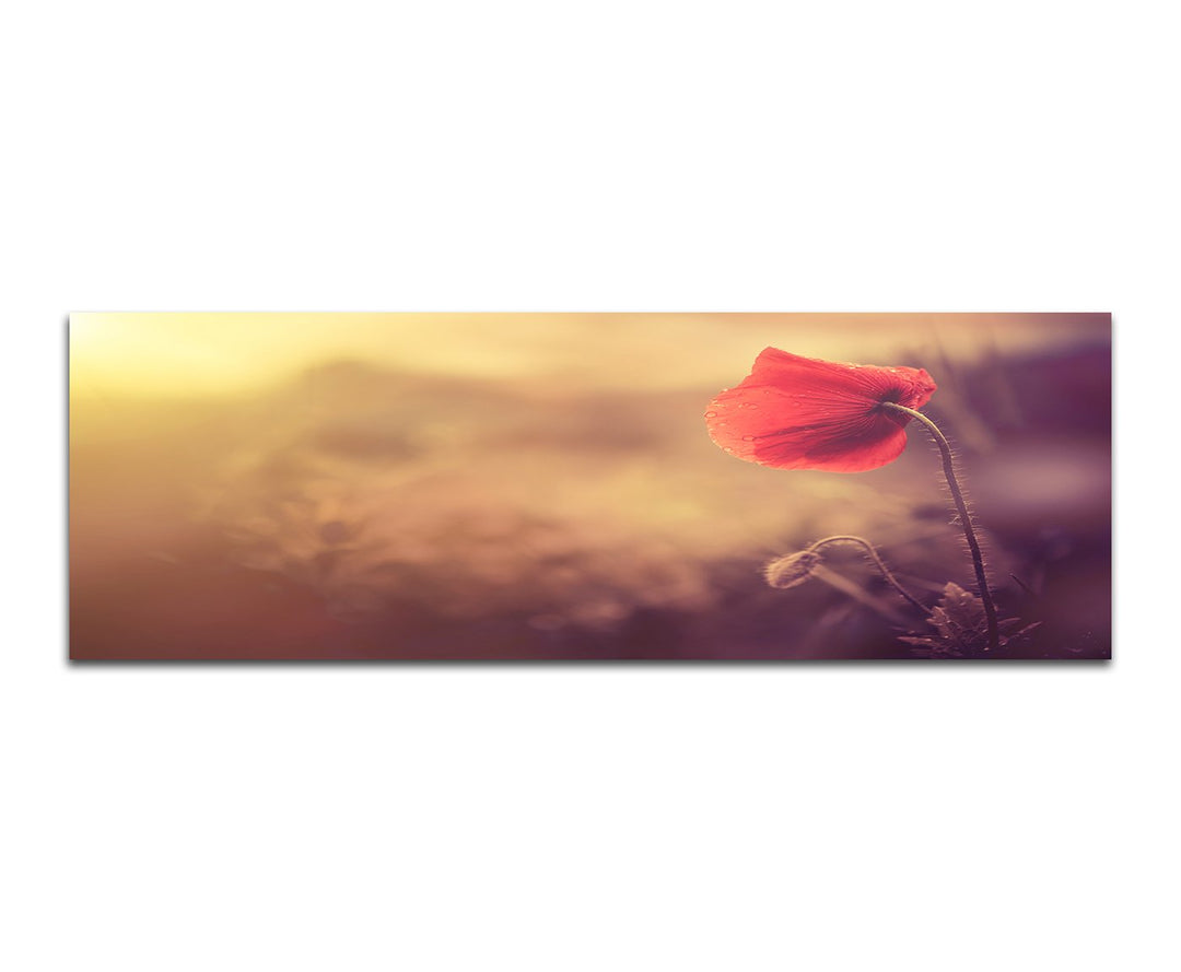 Paul Sinus Art Panoramabild auf Leinwand und Keilrahmen 150x50cm Mohnblume Sonnenlicht Natur Vintage