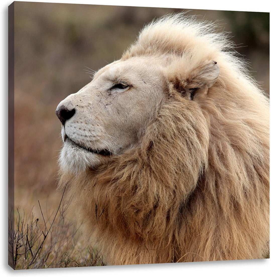 Weisser Löwe im Gebirge, Format: 70x70 auf Leinwand, XXL riesige Bilder fertig gerahmt mit Keilrahme
