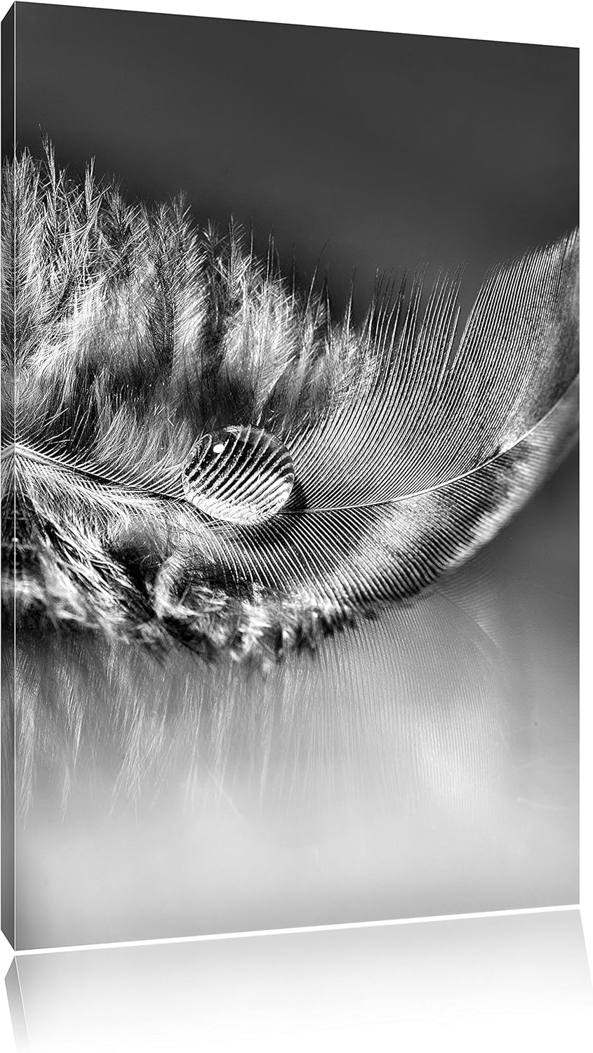 Pixxprint Wassertropfen auf Feder als Leinwandbild/Grösse: 100x70 / Wandbild/Kunstdruck/fertig bespa