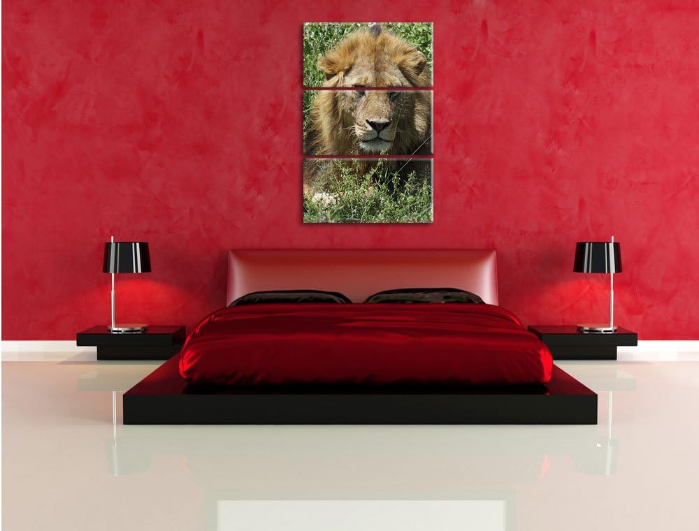 Pixxprint müder Löwe ruht im Gras als Leinwandbild/Grösse: 3 Teilig (120x80) cm/Wandbild/Kunstdruck/