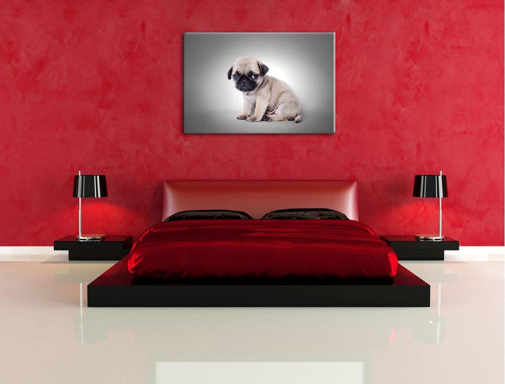 sitzender Mopswelpe vor grauem Hintergrund schwarz/weiss Format: 100x70 auf Leinwand, XXL riesige Bi