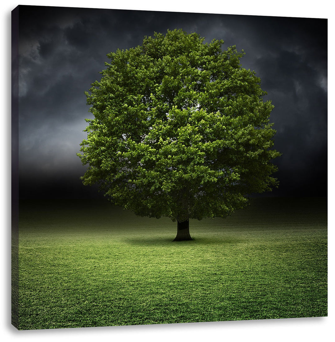 Pixxprint einzelner Baum auf grüner Wiese, Format: 70x70 auf Leinwand, 70x70