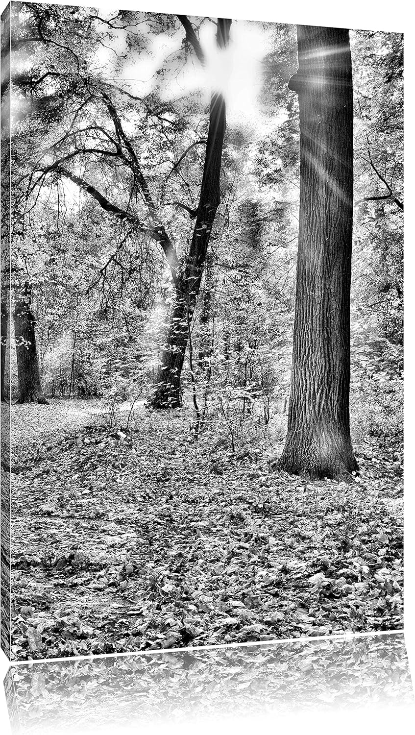 Pixxprint Sonnenstrahlen auf Waldlichtung als Leinwandbild/Grösse: 100x70 cm/Wandbild/Kunstdruck/fer