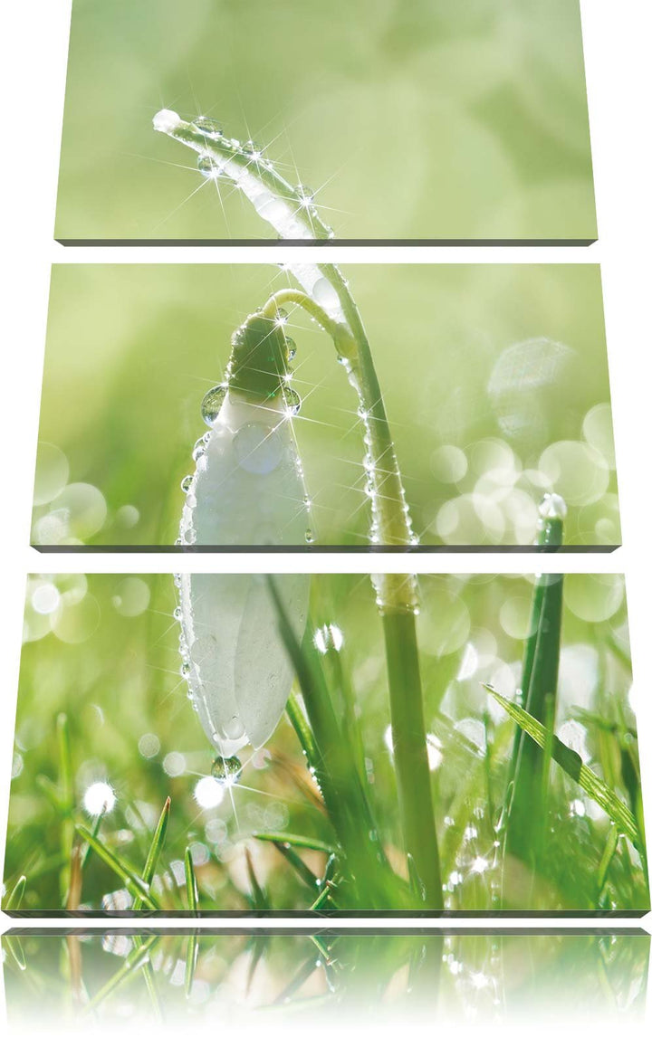 Pixxprint Schneeglöckchen auf Frühlingswiese als Leinwandbild/Grösse: 3 Teilig (120x80) cm/Wandbild/