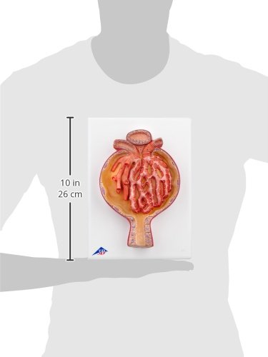 3B Scientific Menschliche Anatomie - Nierenkörperchen, 700-fache Grösse + kostenlose Anatomie App -