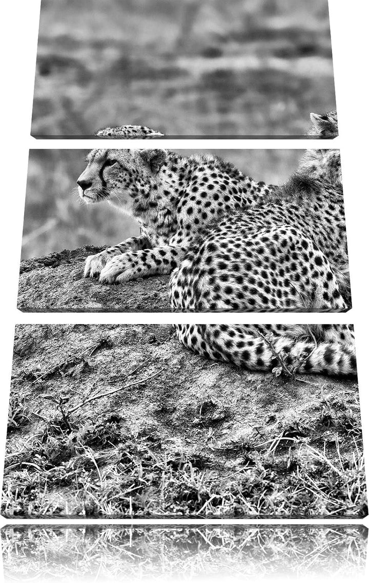 Pixxprint Monocrome, prächtige Geparden auf Stein 3-Teiler Leinwandbild 120x80 Bild auf Leinwand