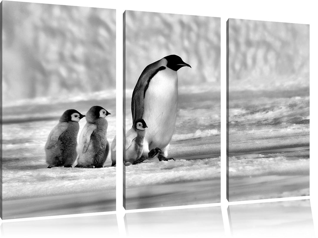 Pixxprint Kaiserpinguine im Schnee als Leinwandbild/Grösse: 3 Teilig (120x80) cm/Wandbild/Kunstdruck
