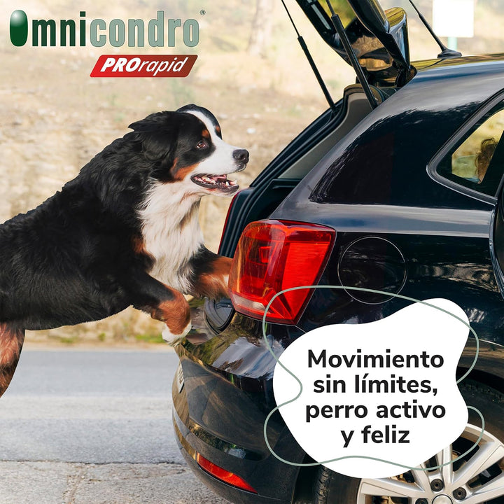 Hifarmax OMNICONDRO PRORAPID Perros 60CPD, Schwarz, Normal