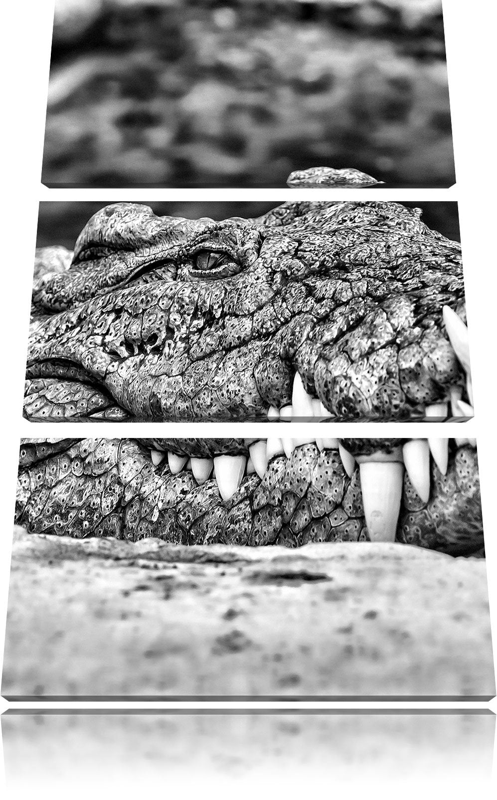 Pixxprint gigantisches Krokodil als Leinwandbild/Grösse: 3 Teilig (120x80) cm/Wandbild/Kunstdruck/fe