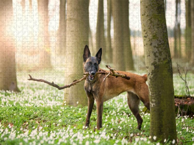 CALVENDO Puzzle Malinois - Belgische Energiebündel 1000 Teile Lege-Grösse 64 x 48 cm Foto-Puzzle Bil