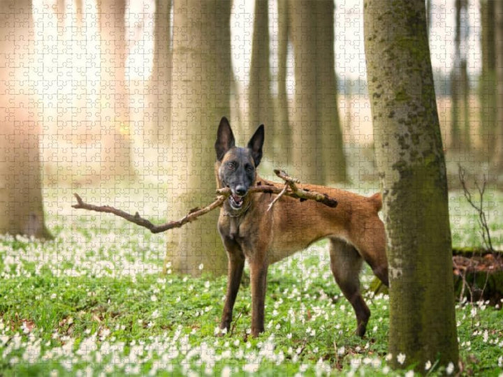 CALVENDO Puzzle Malinois - Belgische Energiebündel 1000 Teile Lege-Grösse 64 x 48 cm Foto-Puzzle Bil