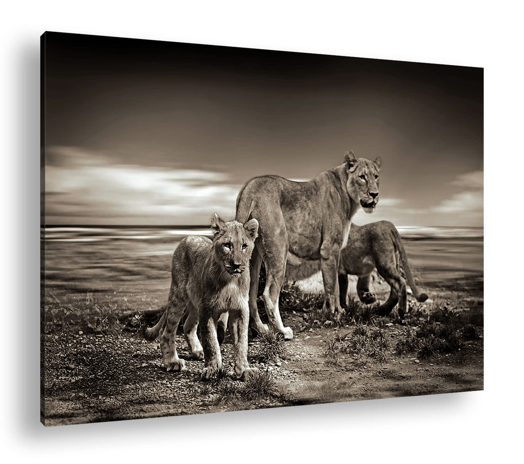 deyoli zauberhafte Löwenfamilie Format: 80x60 als Leinwandbild, Motiv fertig gerahmt auf Echtholzrah
