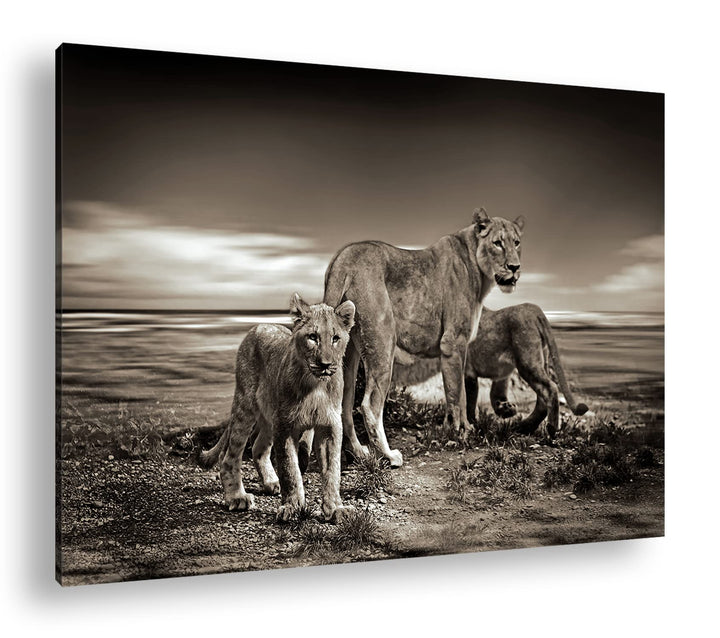 deyoli zauberhafte Löwenfamilie Format: 80x60 als Leinwandbild, Motiv fertig gerahmt auf Echtholzrah